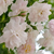 Roz - alb - Trandafiri târâtori și cățărători, Rambler - Paul's Himalayan Musk Rambler
